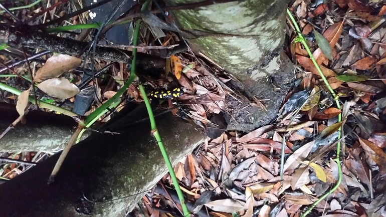 Salamandra infraimmaculata  photographed by צוות תל דן 