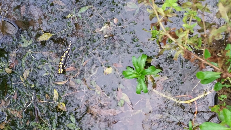 Salamandra infraimmaculata  photographed by צוות תל דן 