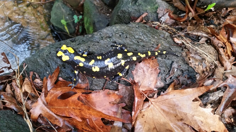 Salamandra infraimmaculata  photographed by צוות תל דן 