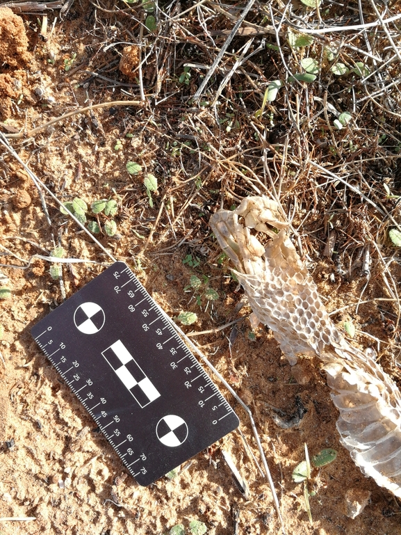 Malpolon insignitus  photographed by בעז שחם 