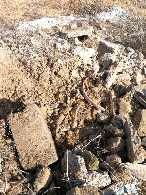 Dolichophis jugularis  photographed by בעז שחם 