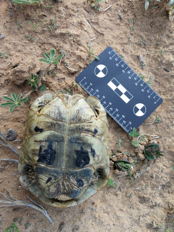 Testudo graeca  photographed by בעז שחם 