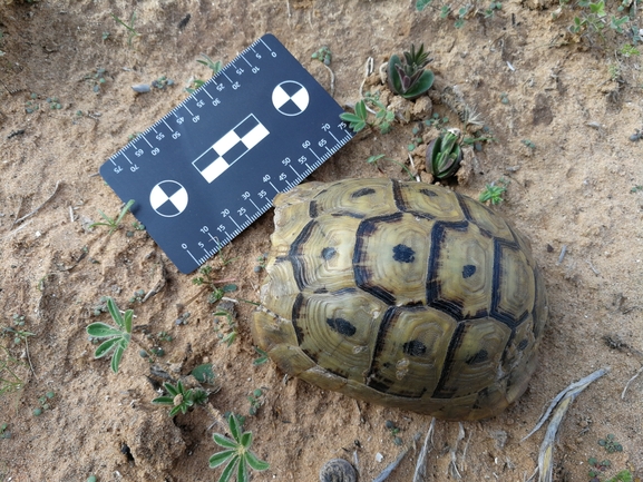 Testudo graeca  photographed by בעז שחם 