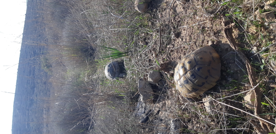 Testudo graeca  photographed by ליעד כהן 