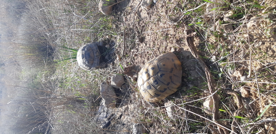 Testudo graeca  photographed by ליעד כהן 