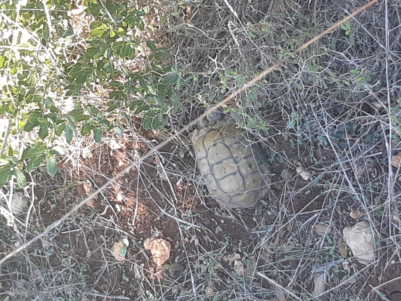 צב-יבשה מצוי  צולם על ידי גיל שטרן 