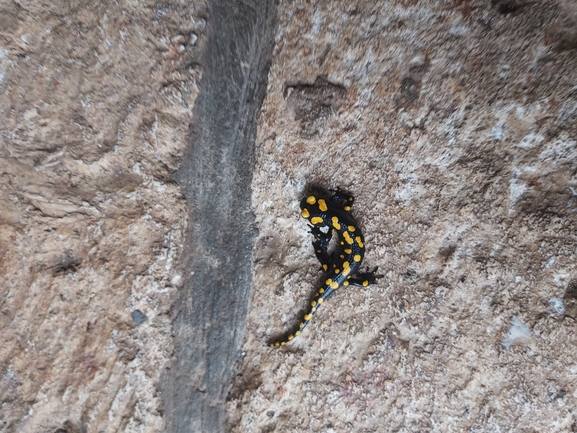 Salamandra infraimmaculata  photographed by אדם צרטין 