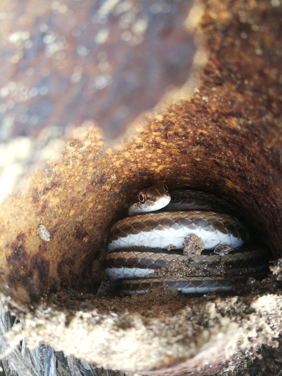 Psammophis schokari  photographed by בעז שחם 