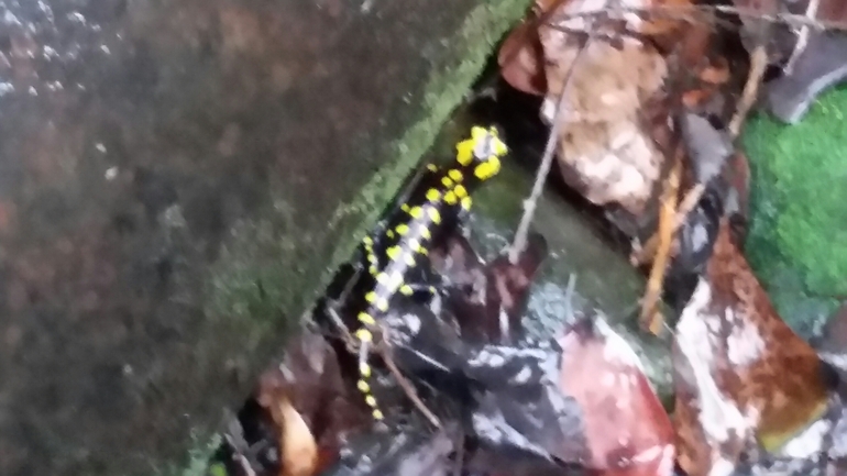 Salamandra infraimmaculata  photographed by צוות תל דן 