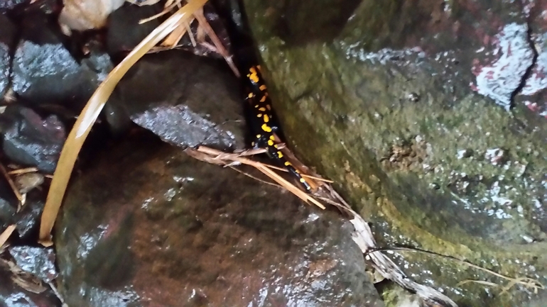 Salamandra infraimmaculata  photographed by צוות תל דן 