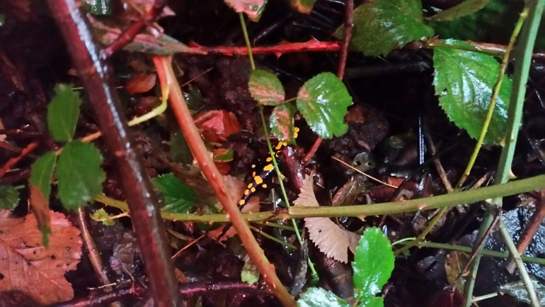 Salamandra infraimmaculata  photographed by צוות תל דן 