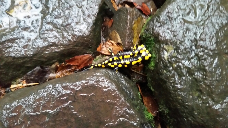 Salamandra infraimmaculata  photographed by צוות תל דן 