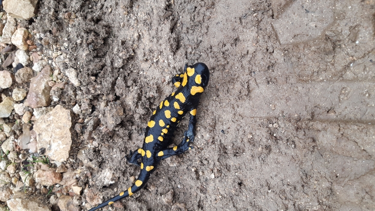 Salamandra infraimmaculata  photographed by ניתאי אבירם 