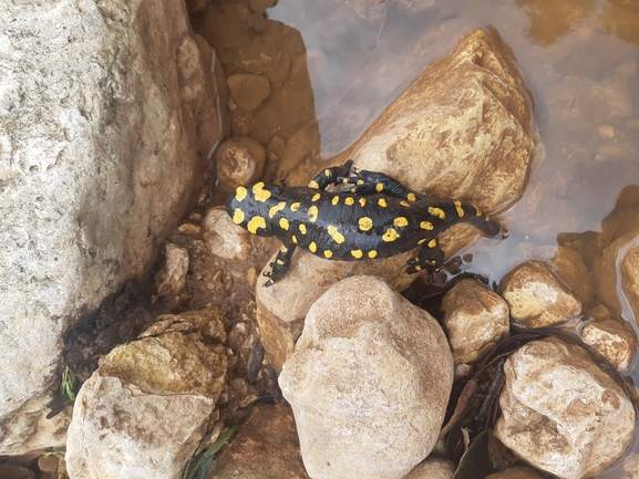 Salamandra infraimmaculata  photographed by איימן מזעל 