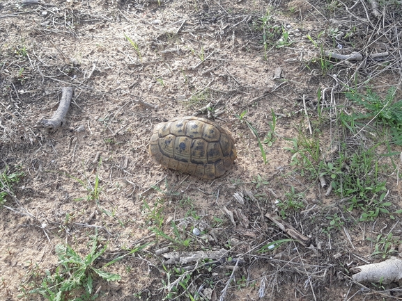 Testudo graeca  photographed by סיון מרדוק 