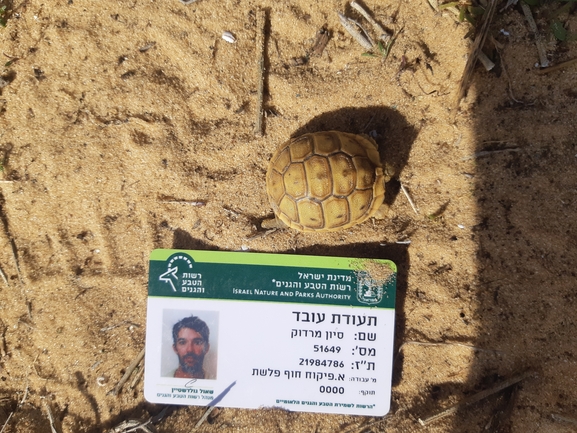 Testudo graeca  photographed by סיון מרדוק 