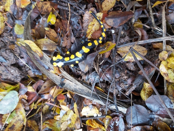 Salamandra infraimmaculata  photographed by ג'לאא בשארה 