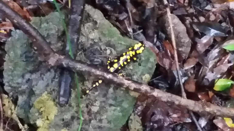 Salamandra infraimmaculata  photographed by צוות תל דן 