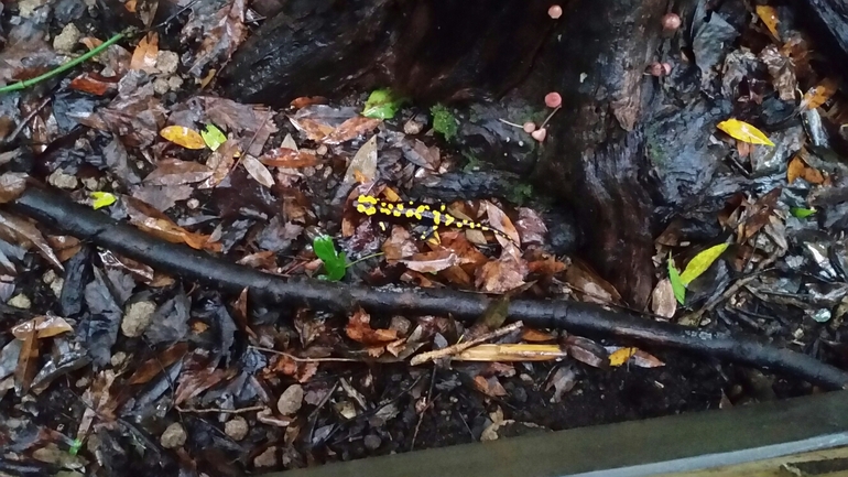 Salamandra infraimmaculata  photographed by צוות תל דן 