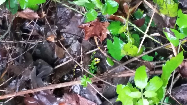 Salamandra infraimmaculata  photographed by צוות תל דן 