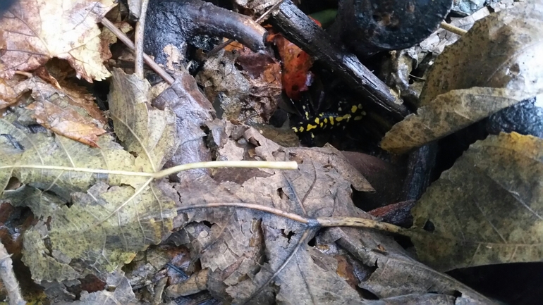 Salamandra infraimmaculata  photographed by צוות תל דן 