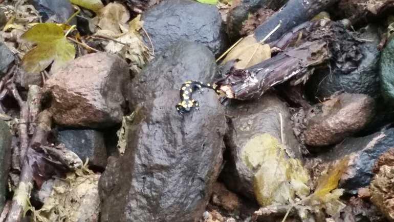 Salamandra infraimmaculata  photographed by צוות תל דן 