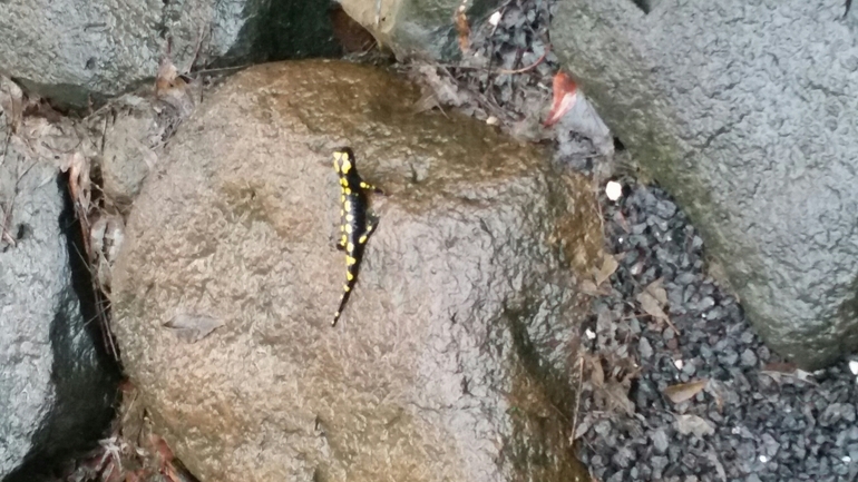 Salamandra infraimmaculata  photographed by צוות תל דן 