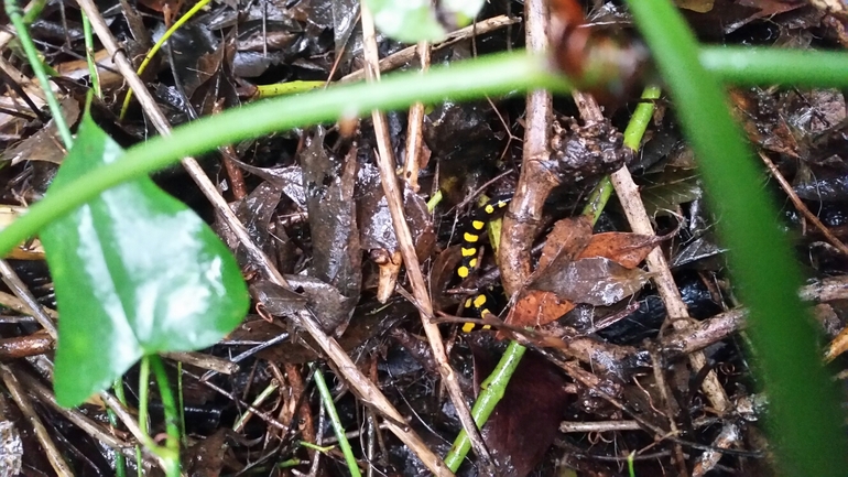 Salamandra infraimmaculata  photographed by צוות תל דן 