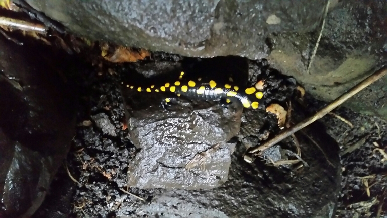 Salamandra infraimmaculata  photographed by צוות תל דן 