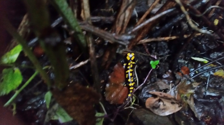 Salamandra infraimmaculata  photographed by צוות תל דן 