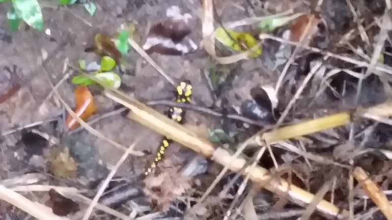 Salamandra infraimmaculata  photographed by צוות תל דן 