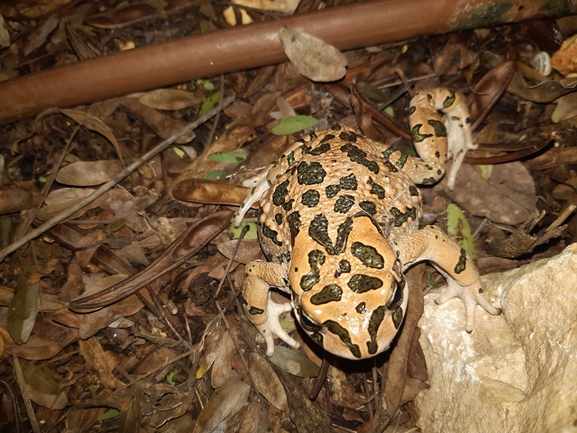 Bufo viridis  photographed by איליה בסקין 