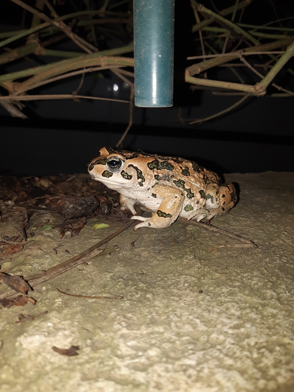 Bufo viridis  photographed by איליה בסקין 