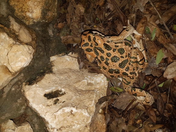 Bufo viridis  photographed by איליה בסקין 