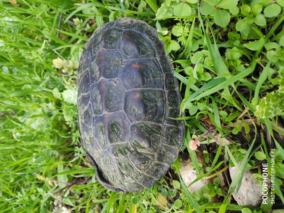 Mauremys caspica rivulata  photographed by חנוך כחלון 