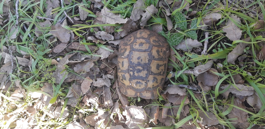 Testudo graeca  photographed by ברק ברכיאל  