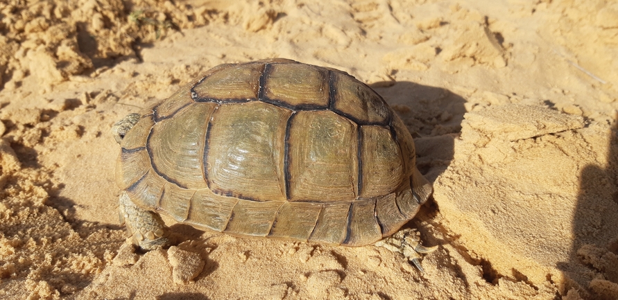 Testudo kleinmanni  photographed by אליאסף גוטמן 