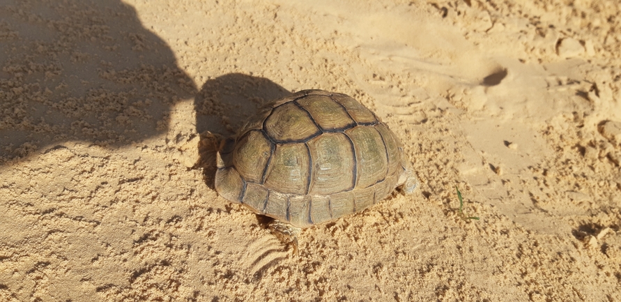 Testudo kleinmanni  photographed by אליאסף גוטמן 