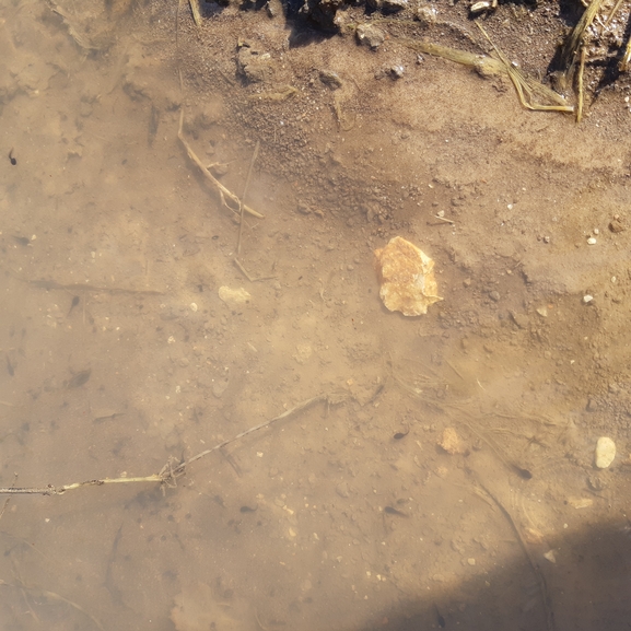 Bufo viridis  photographed by דניאל די-צ'זרה 