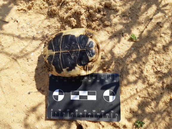 Testudo graeca  photographed by סיון מרדוק 