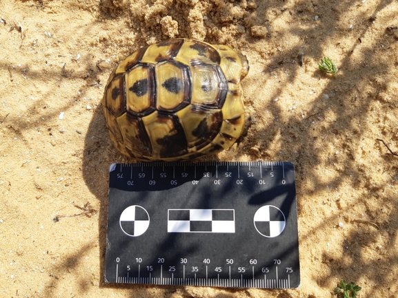 Testudo graeca  photographed by סיון מרדוק 