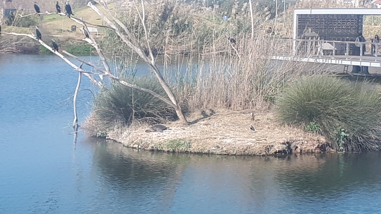 צב רך  צולם על ידי גדי בור 