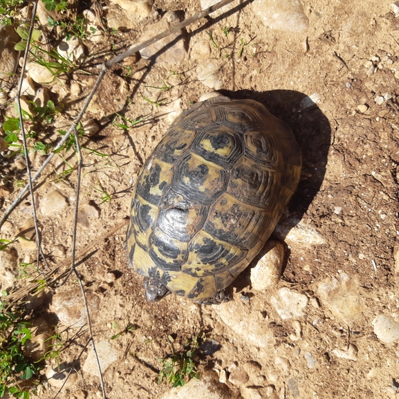 Testudo graeca  photographed by דניאל די-צ'זרה 