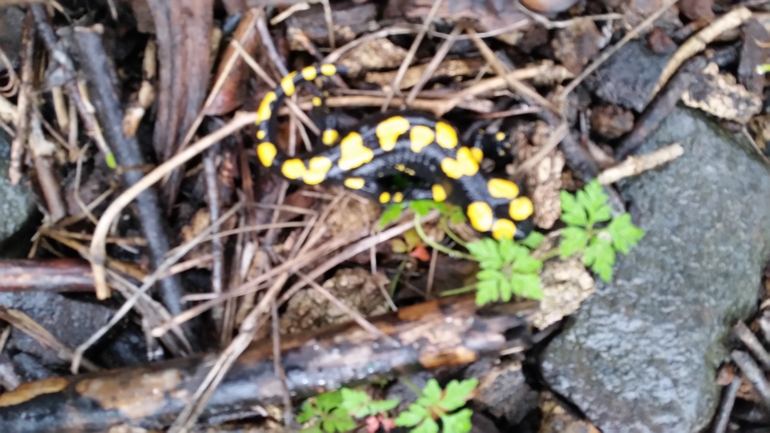 Salamandra infraimmaculata  photographed by צוות תל דן 