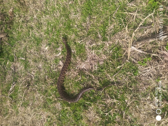 Vipera palaestinae  photographed by מוהנא נאסר 