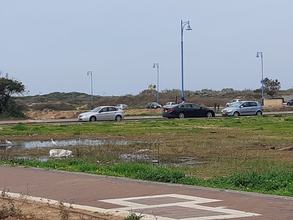 קרפדה ירוקה  צולם על ידי צליל לבין 