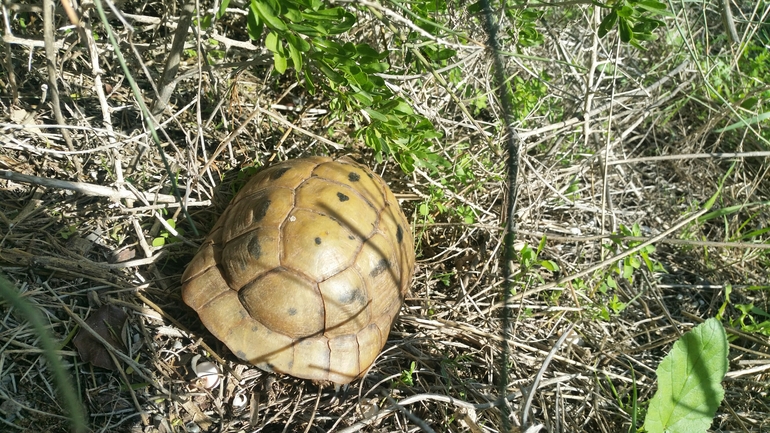 Testudo graeca  photographed by   אתי נפרין 