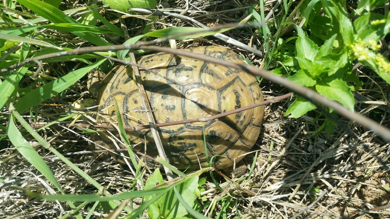 Testudo graeca  photographed by   אתי נפרין 