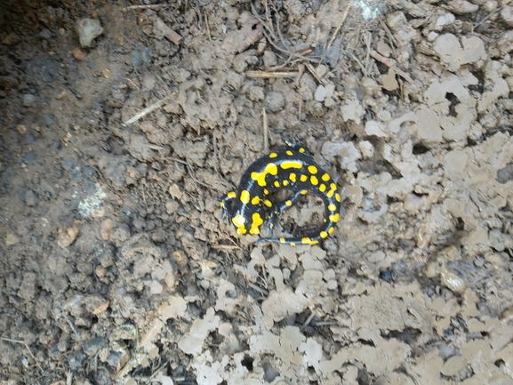 Salamandra infraimmaculata  photographed by ג'לאא בשארה 