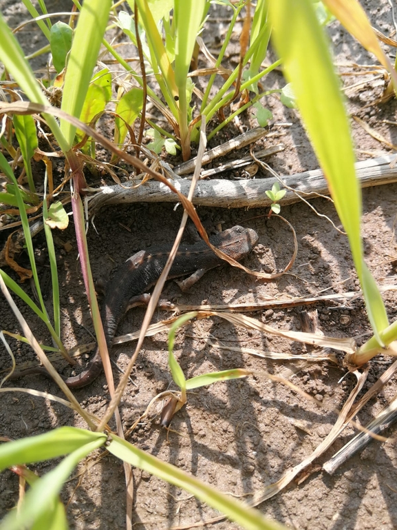 Triturus vittatus vittatus  photographed by שמעון פרגמניק 